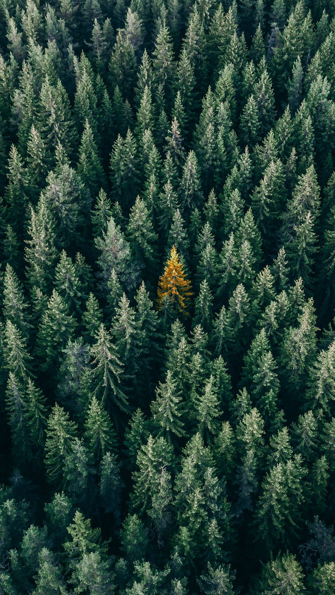 gold tree, forest, pine forest, Full HD Phone Wallpaper