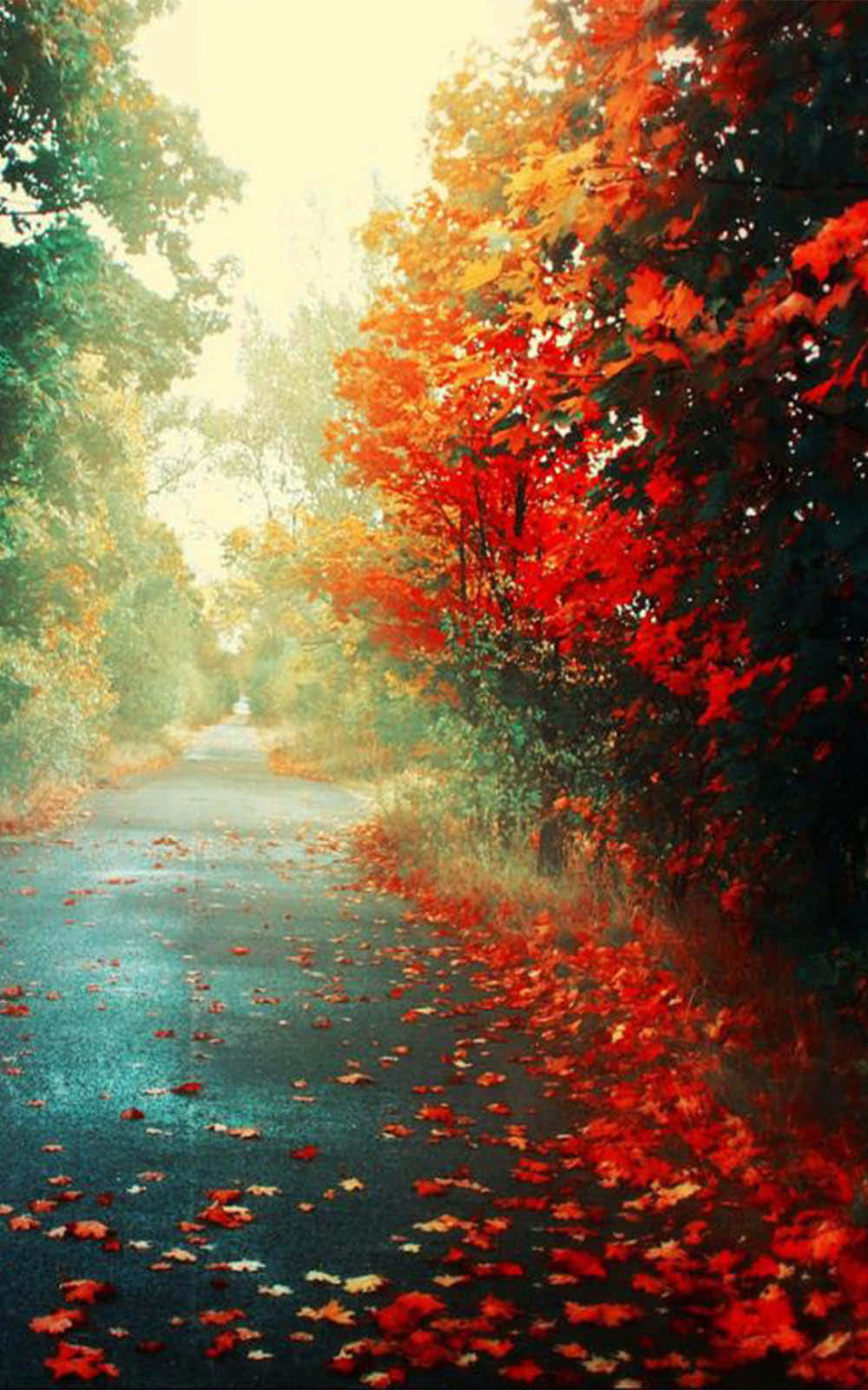 autumn woods, vibrant red leaves, winding road, HD Phone Wallpaper