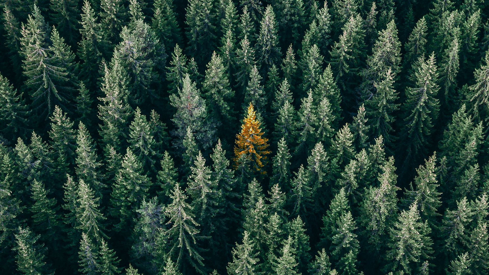 pine trees, forest view, aerial view, Full HD Desktop Wallpaper