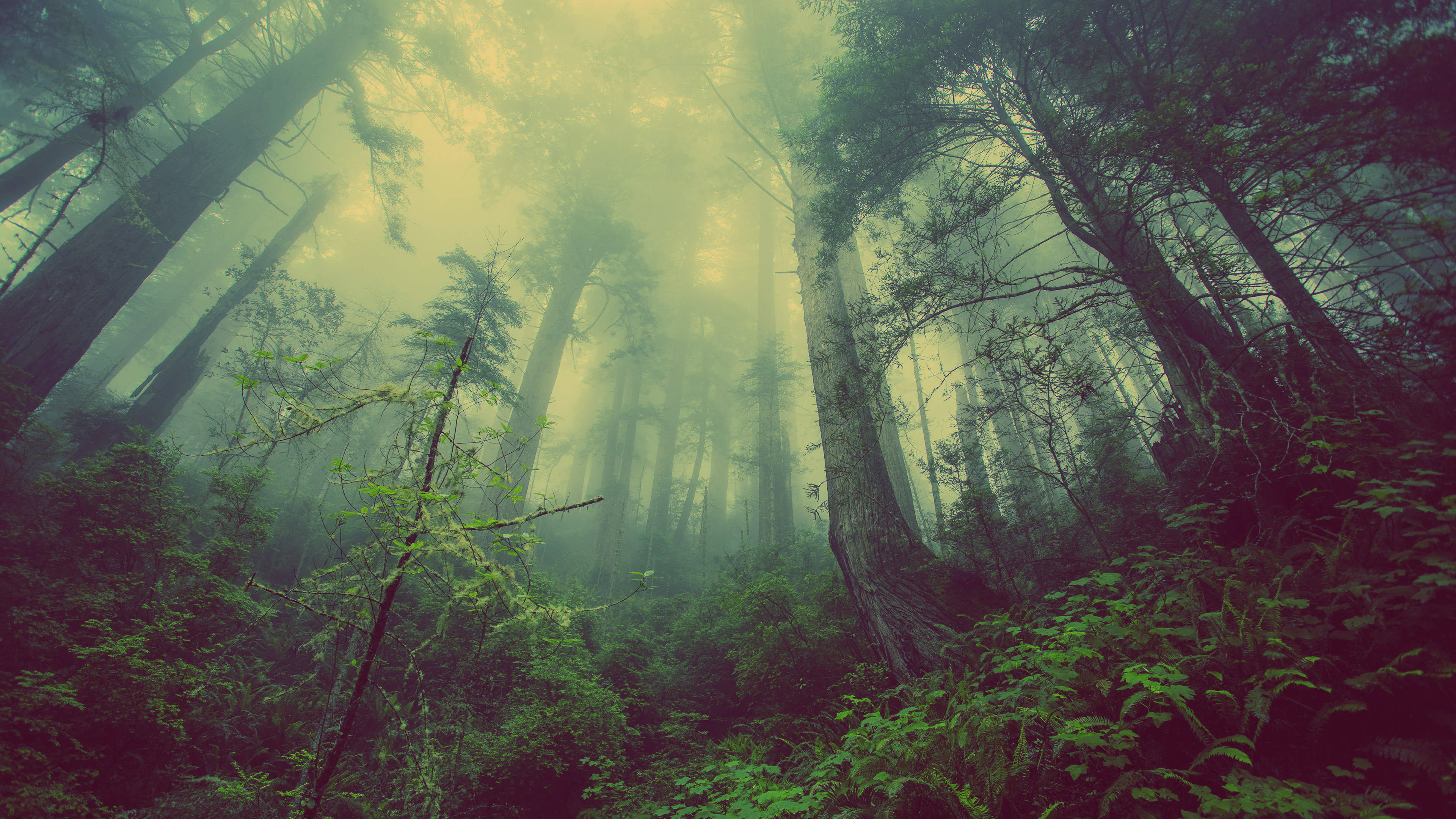 Misty forest, towering trees, golden light, 4K Desktop Wallpaper