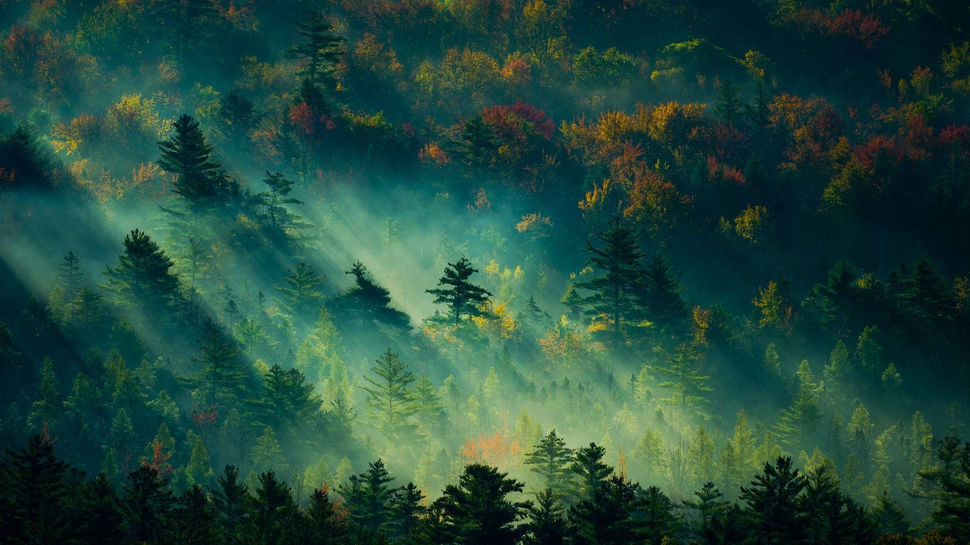 Forest View, sunlight, misty forest canopy, Full HD Desktop Wallpaper