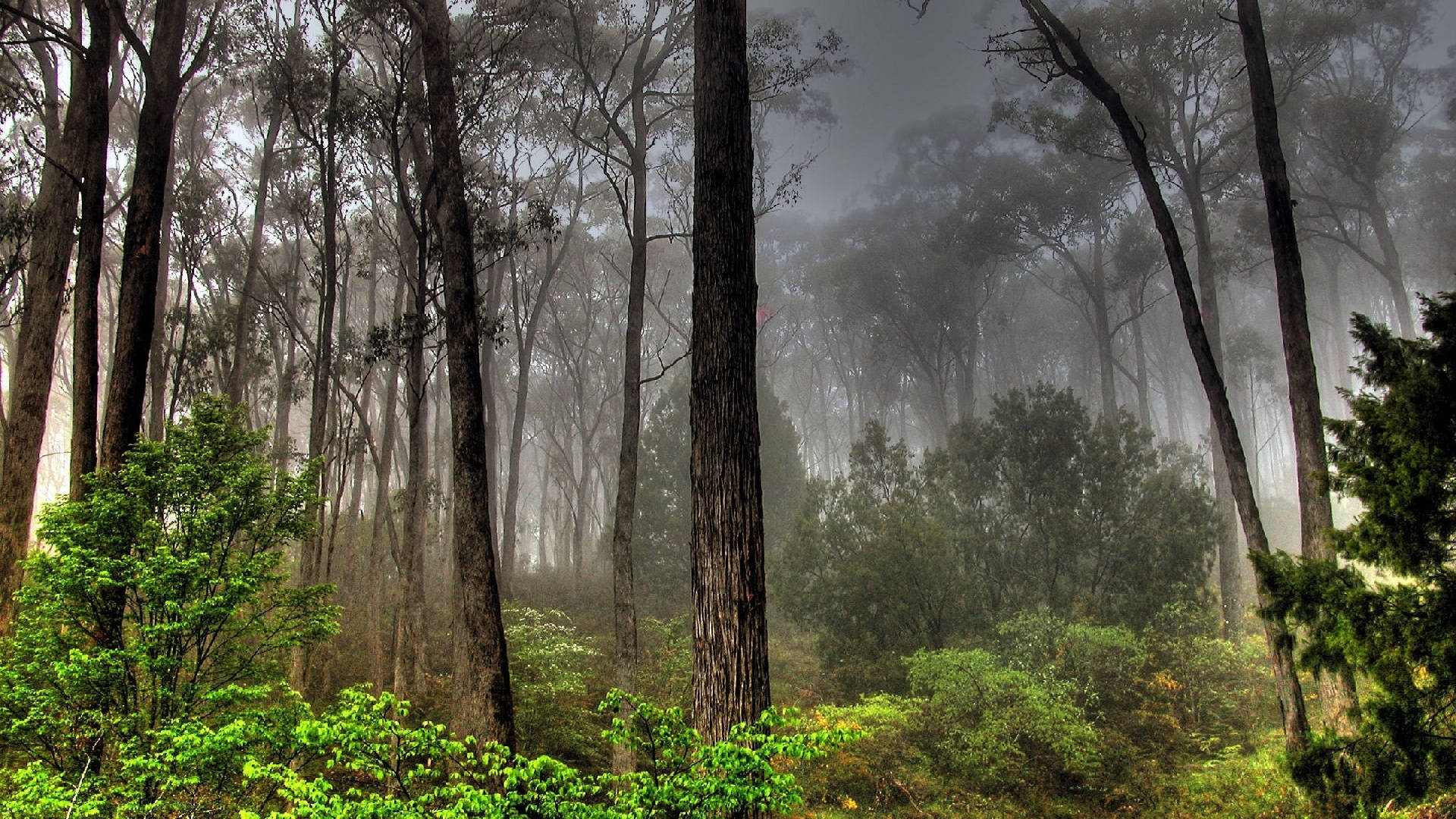 misty weather forest view, tall trees, vibrant green undergrowth, Full HD Desktop Wallpaper