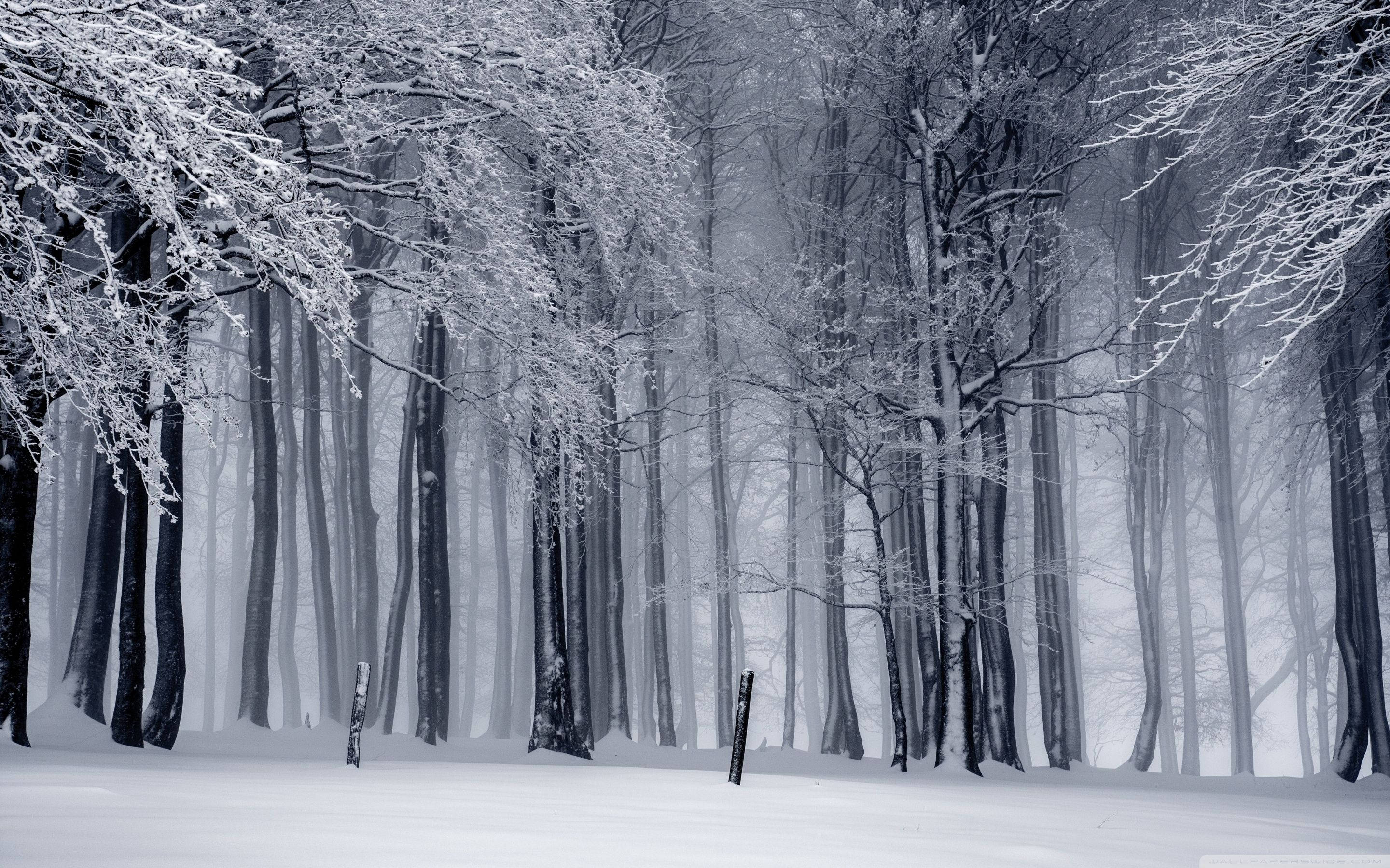 grayscale, forest, winter, 2K Desktop Wallpaper