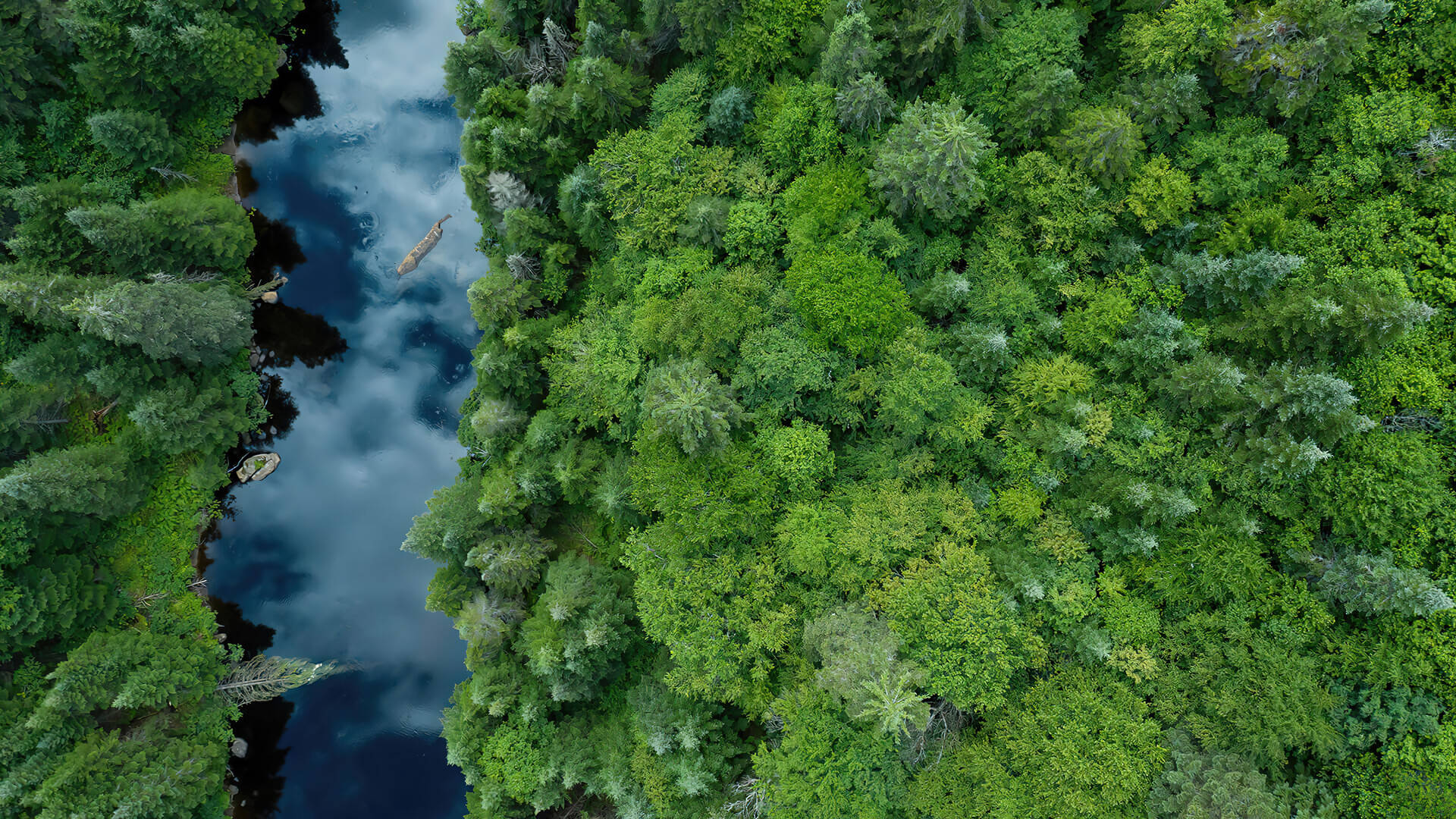 Forest View, winding river, dense emerald forest, Full HD Desktop Wallpaper