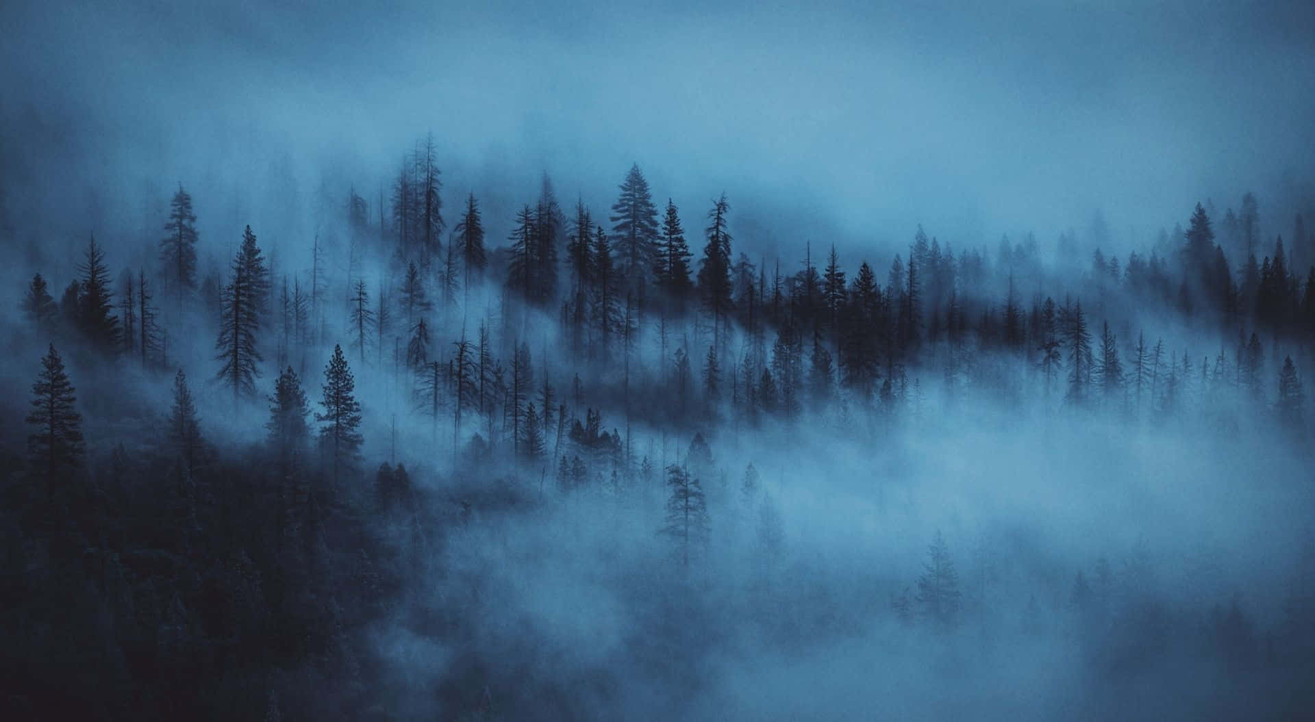 light blue, misty blue, pine trees, Full HD Desktop Wallpaper