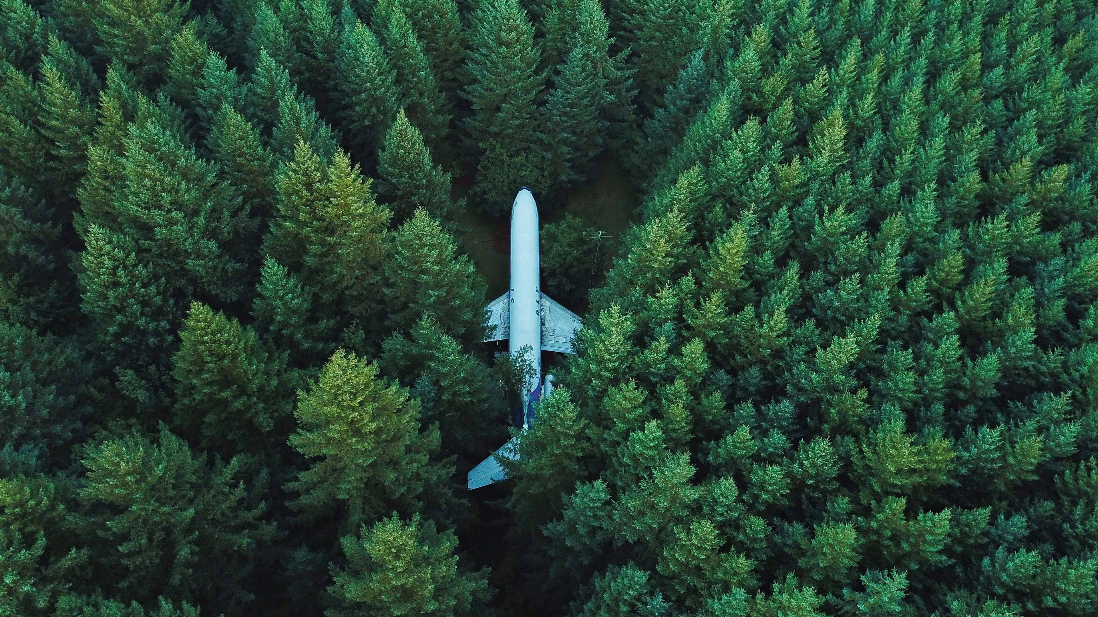 white airplane, dense green pine trees, forest, 4K Desktop Wallpaper