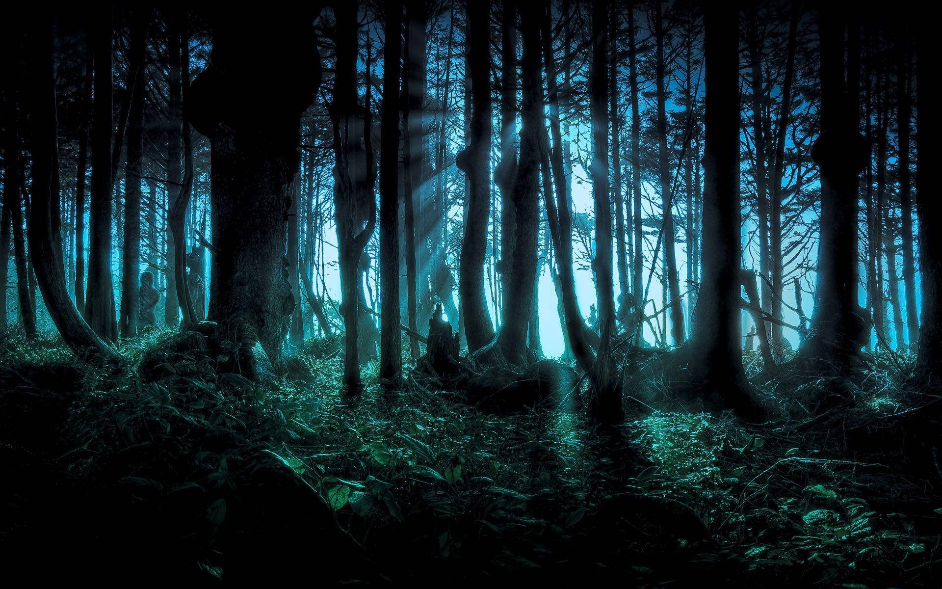 blue forest, night, tall trees, Full HD Desktop Wallpaper