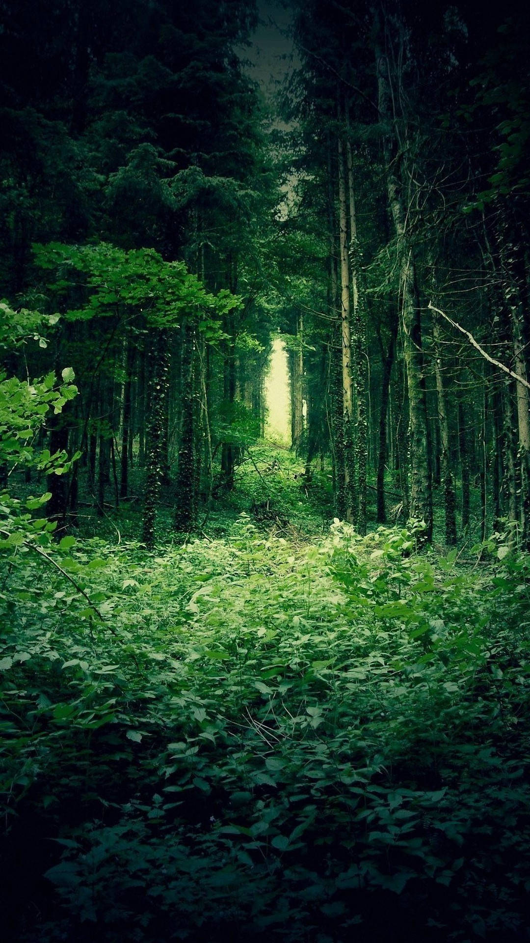 sprawling lush green forest, narrow forest path, dense green trees, Full HD Phone Wallpaper