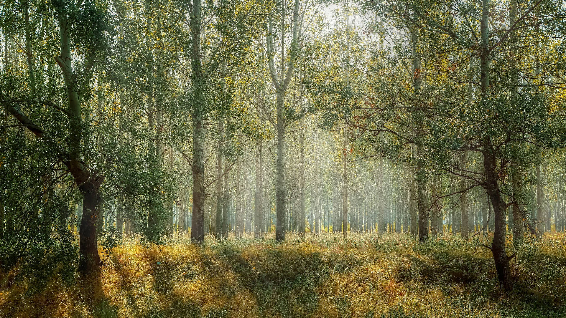 sunbeams, tall trees, misty forest floor, Full HD Desktop Wallpaper