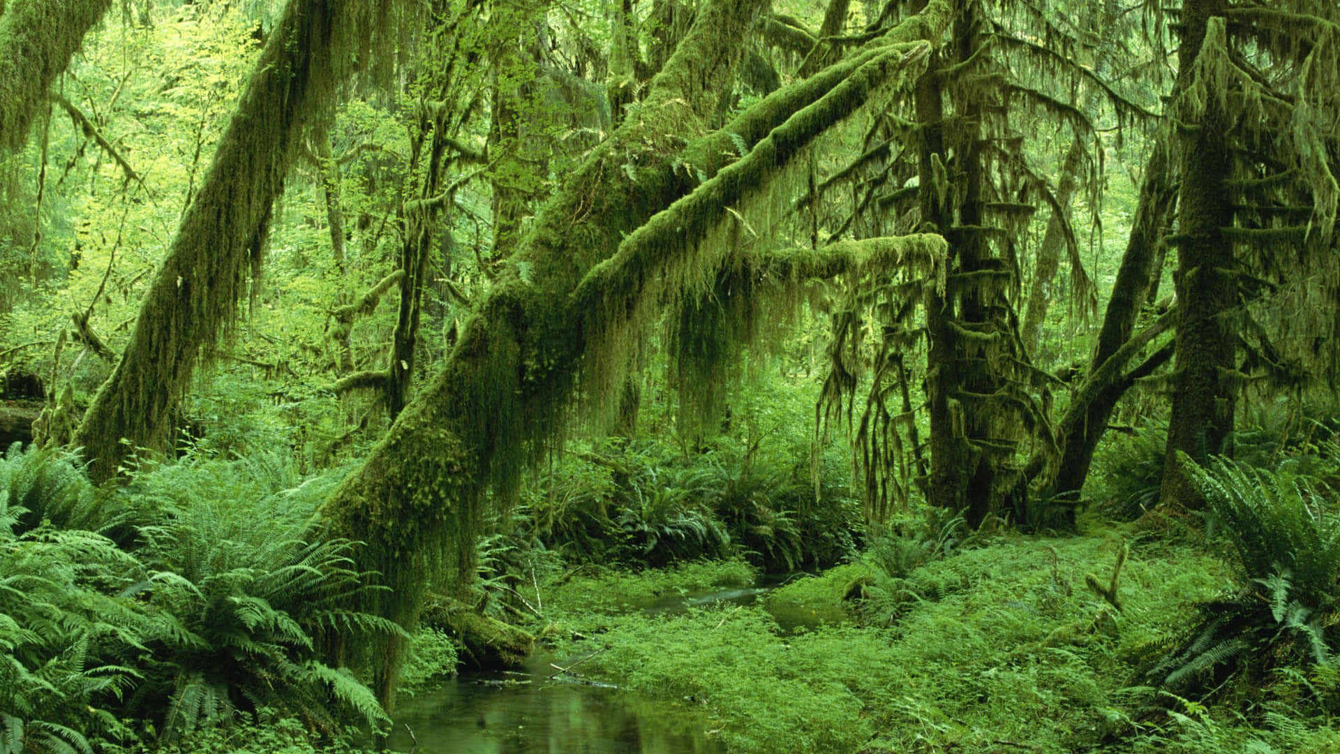 jungle desktop, moss-covered forest, ancient trees, Full HD Desktop Wallpaper