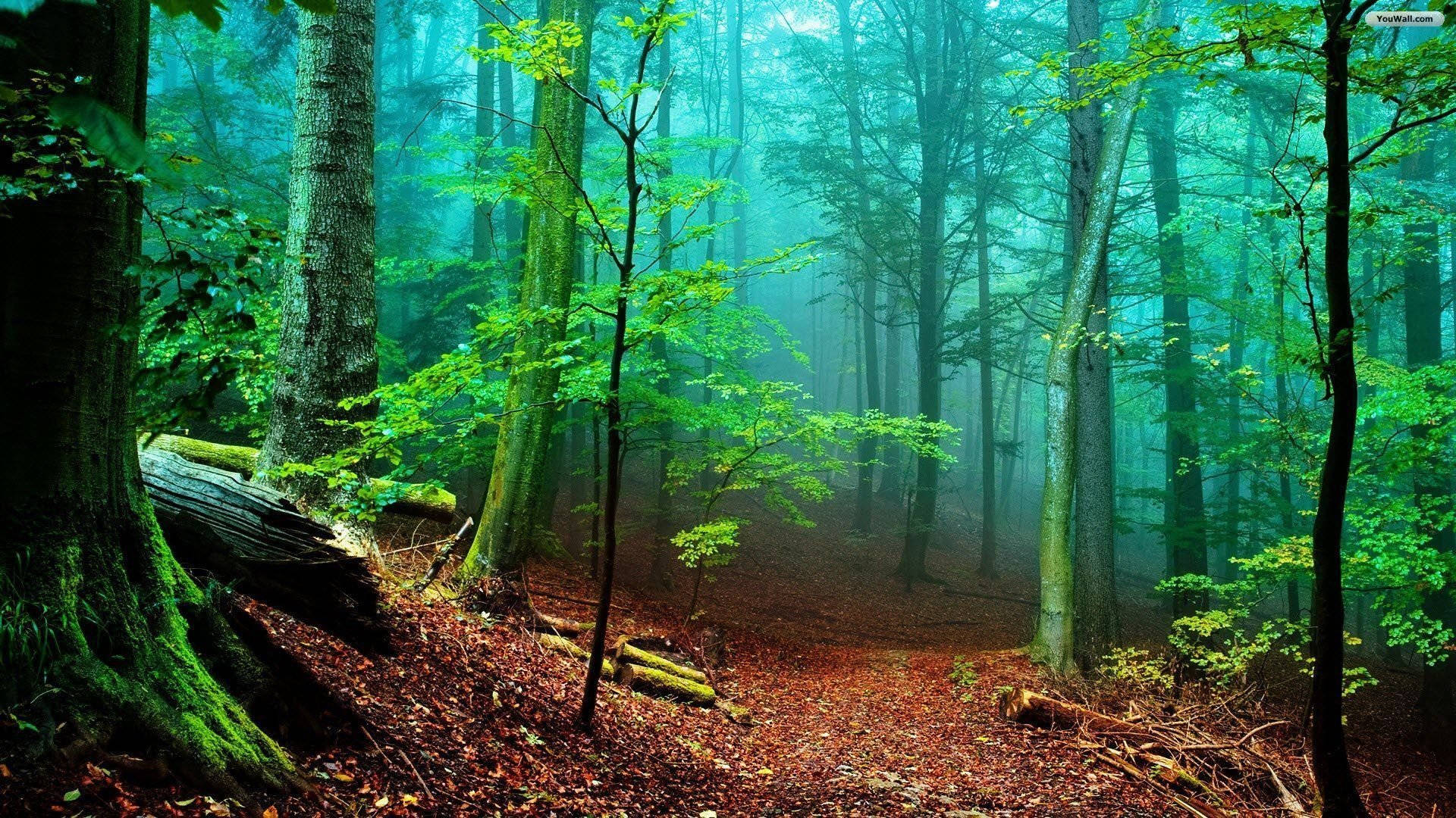foggy forest view, misty forest path, towering trees, Full HD Desktop Wallpaper