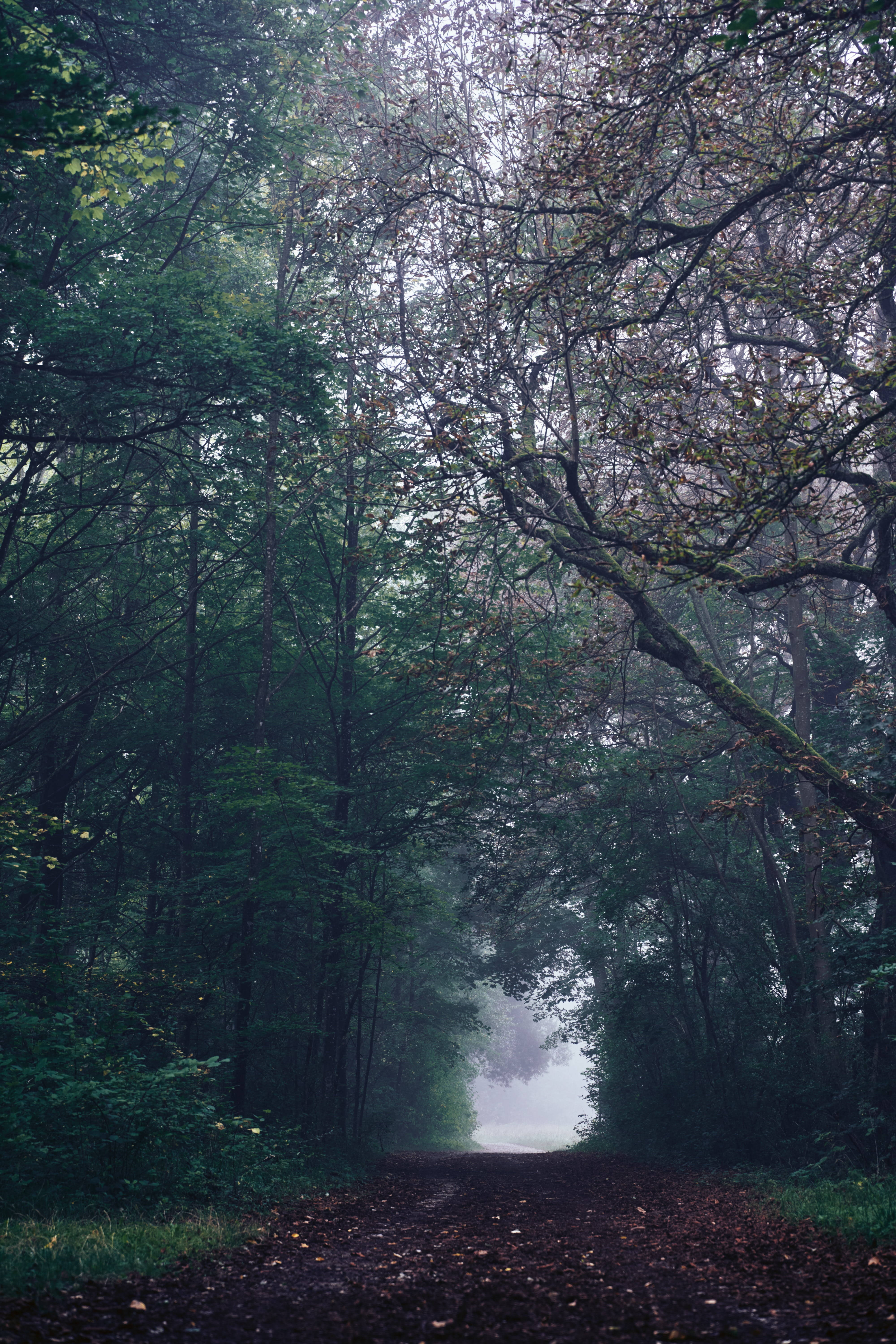 foggy forest, 8K, misty forest path, 5K Phone Wallpaper