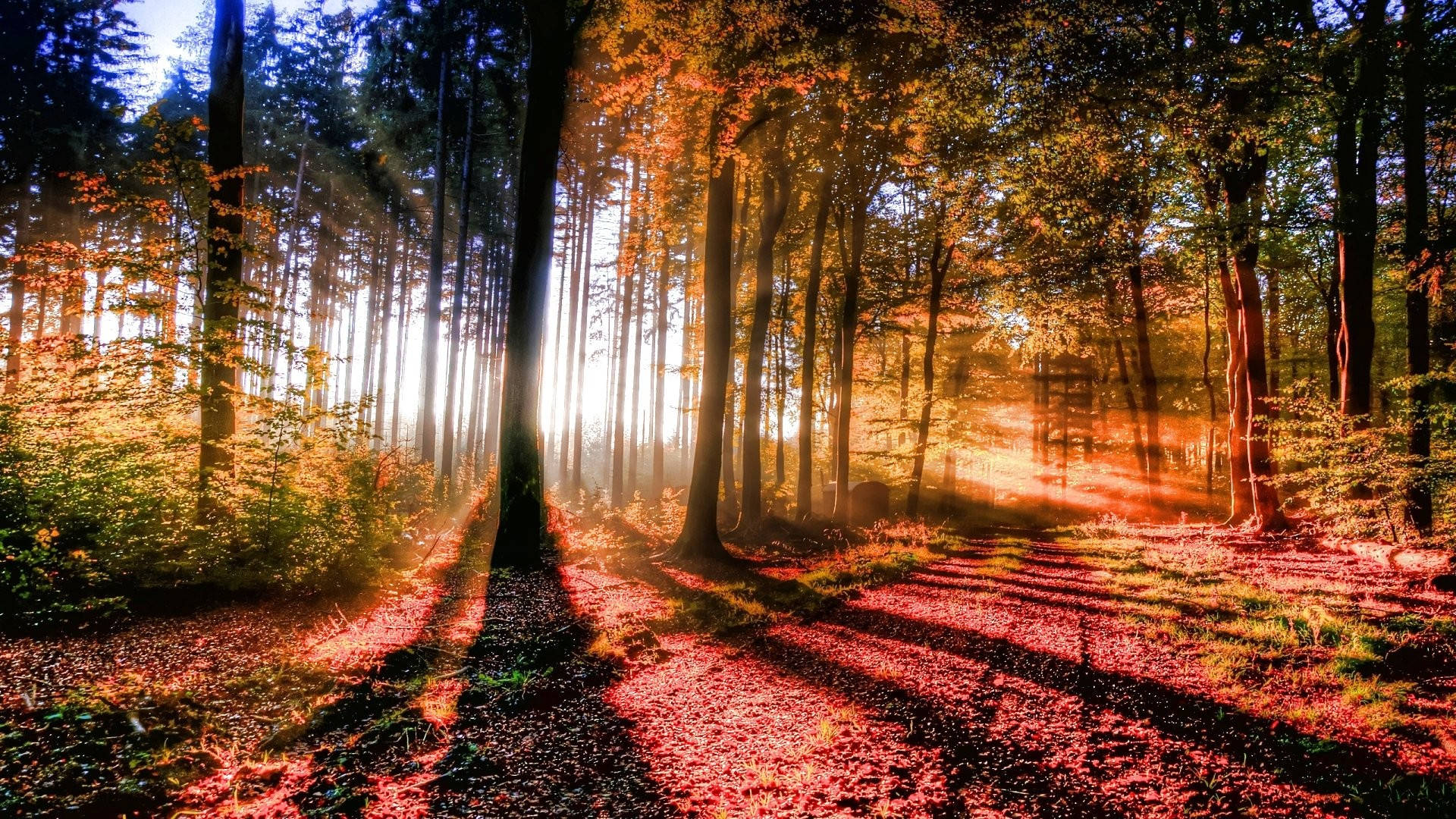 Forest View, autumn trees, golden rays, Full HD Desktop Wallpaper