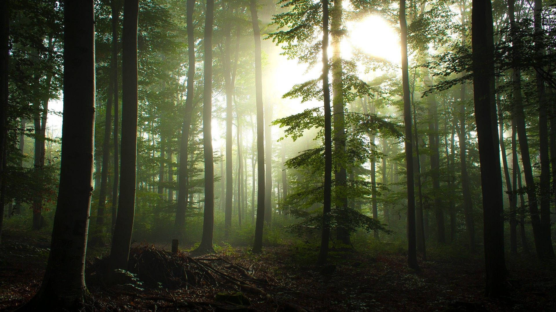 bright sun forest view, sunlight, tall trees, Full HD Desktop Wallpaper