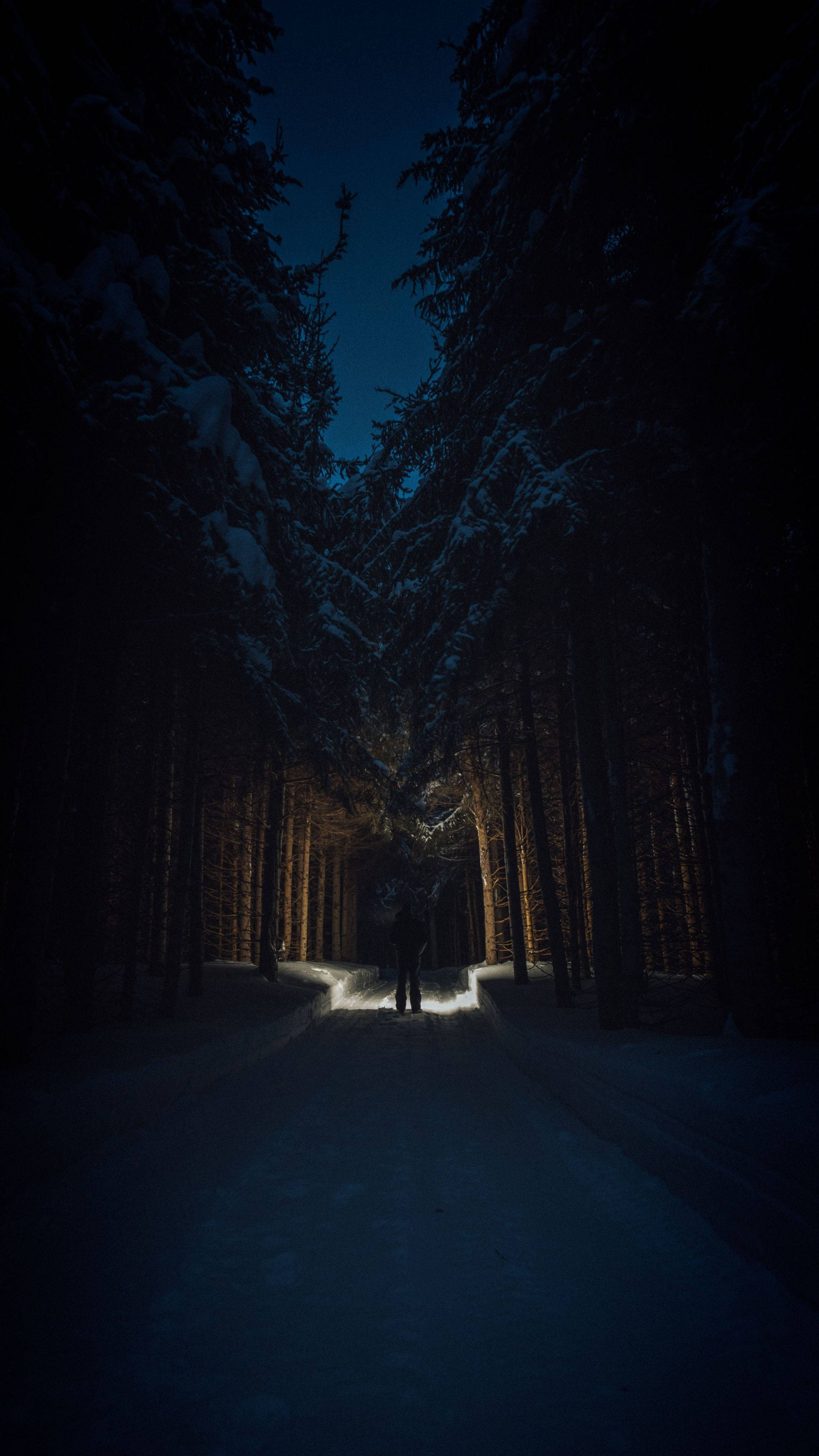 Night In The Forest 4K Ultra HD, snow-covered forest path, night, 4K Phone Wallpaper