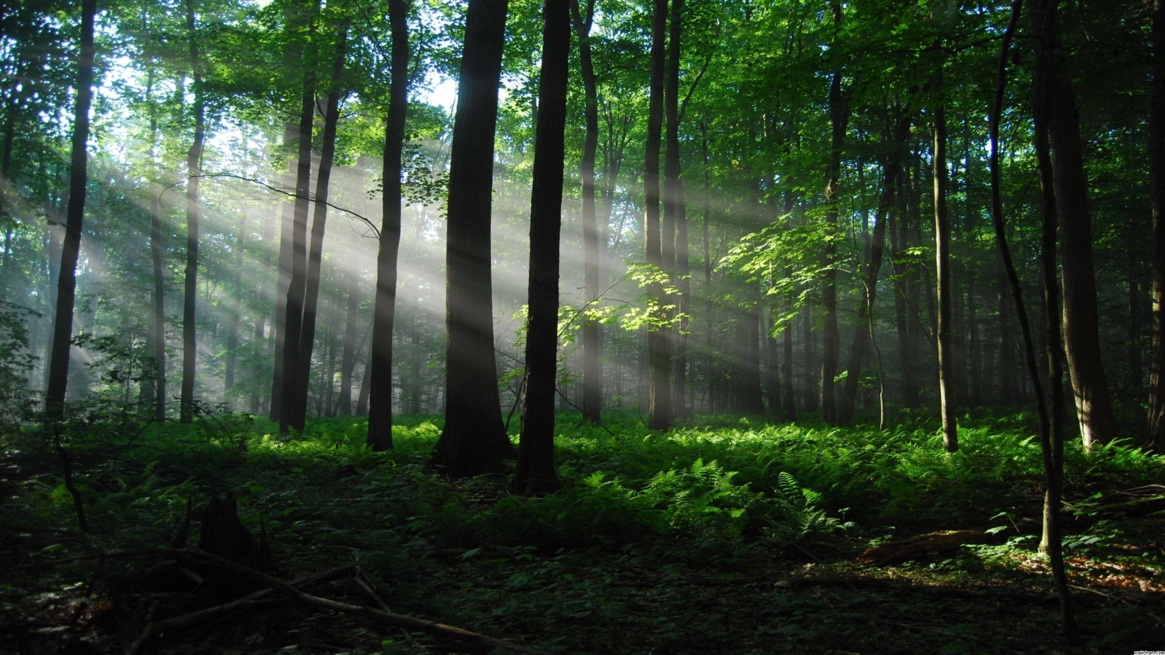 Sunny Forest Background, sunlight beams, dense green forest canopy, 4K Desktop Wallpaper