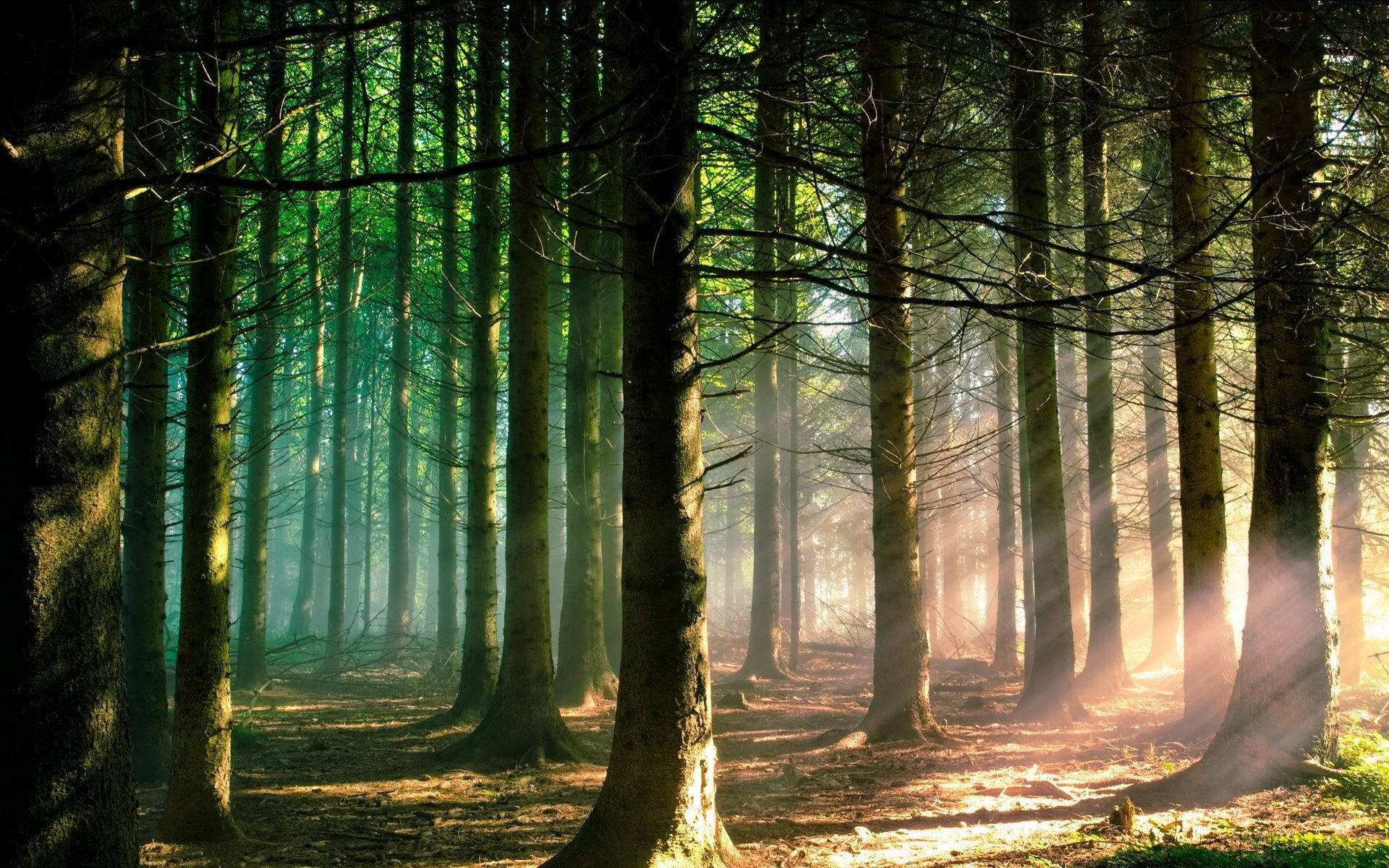 forest, tall trees, misty forest, Full HD Desktop Wallpaper