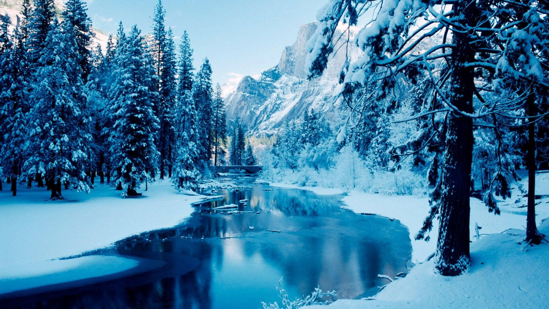 frozen pine forest, snow-covered pine trees, calm river, Full HD Desktop Wallpaper