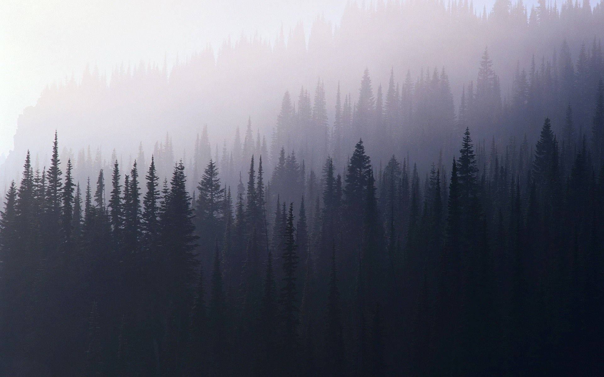 foggy forest aesthetic, misty dawn, dense pine forest, Full HD Desktop Wallpaper