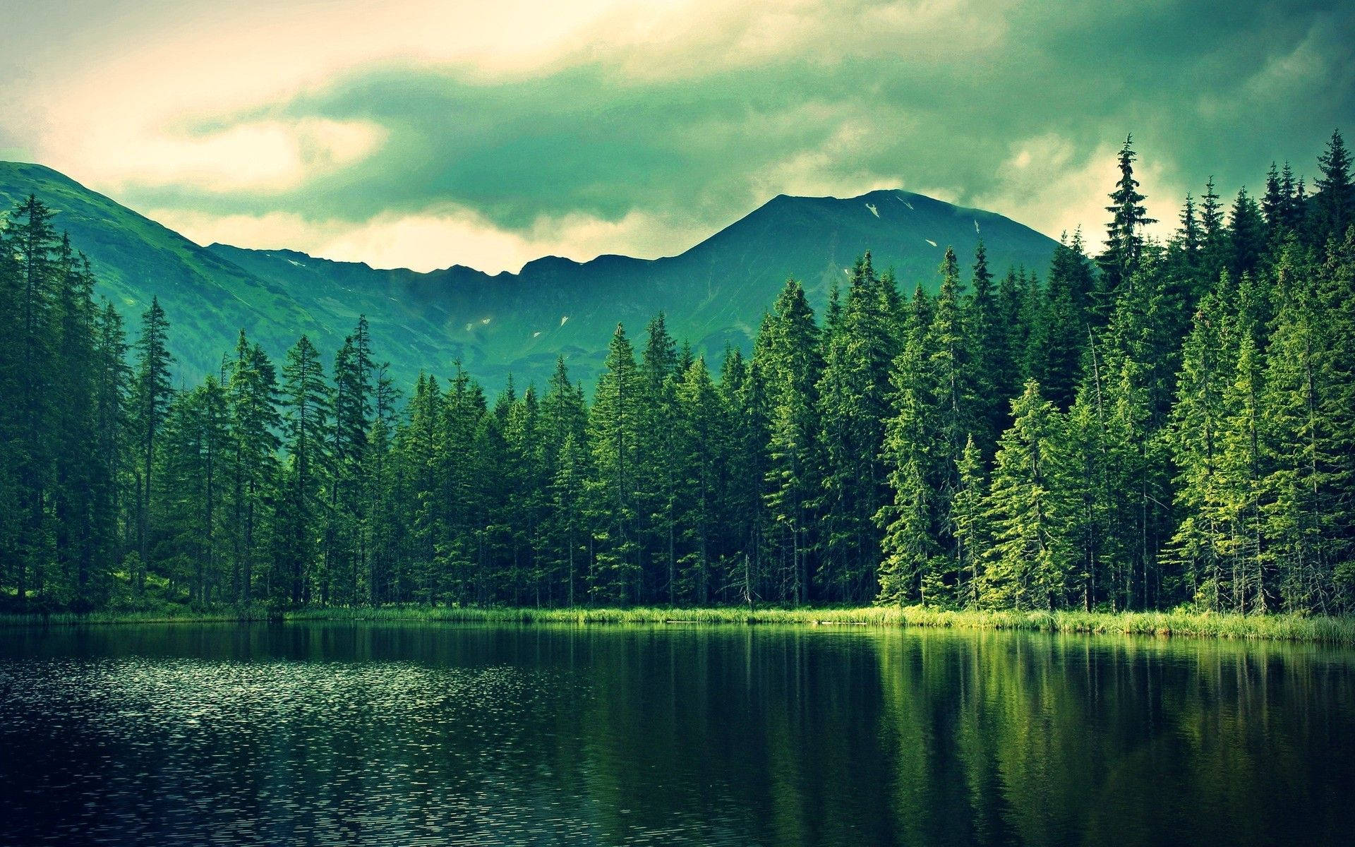 coniferous forest, lake, mountain lake, Full HD Desktop Wallpaper