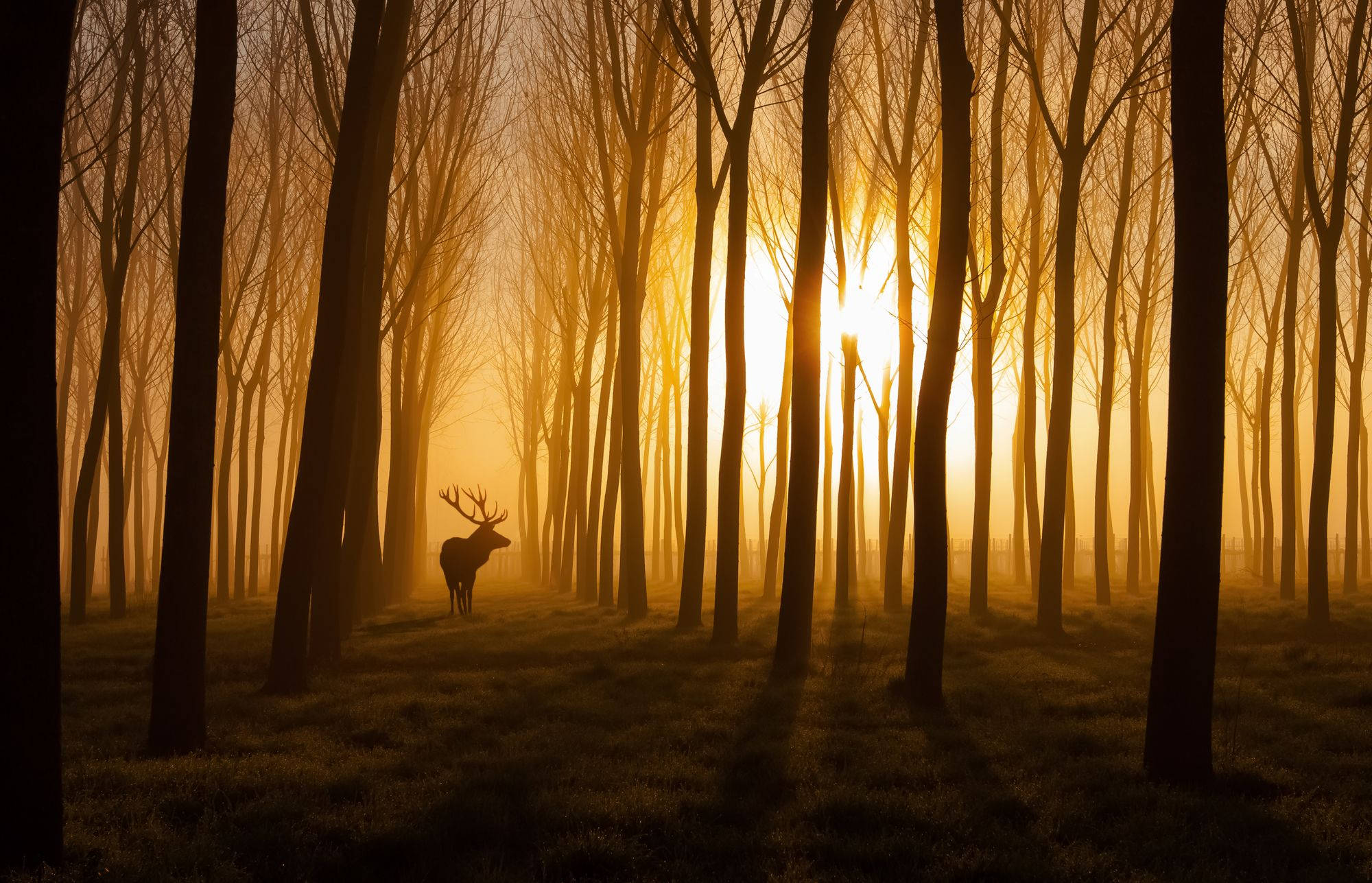 stag, golden forest, misty forest, Full HD Desktop Wallpaper