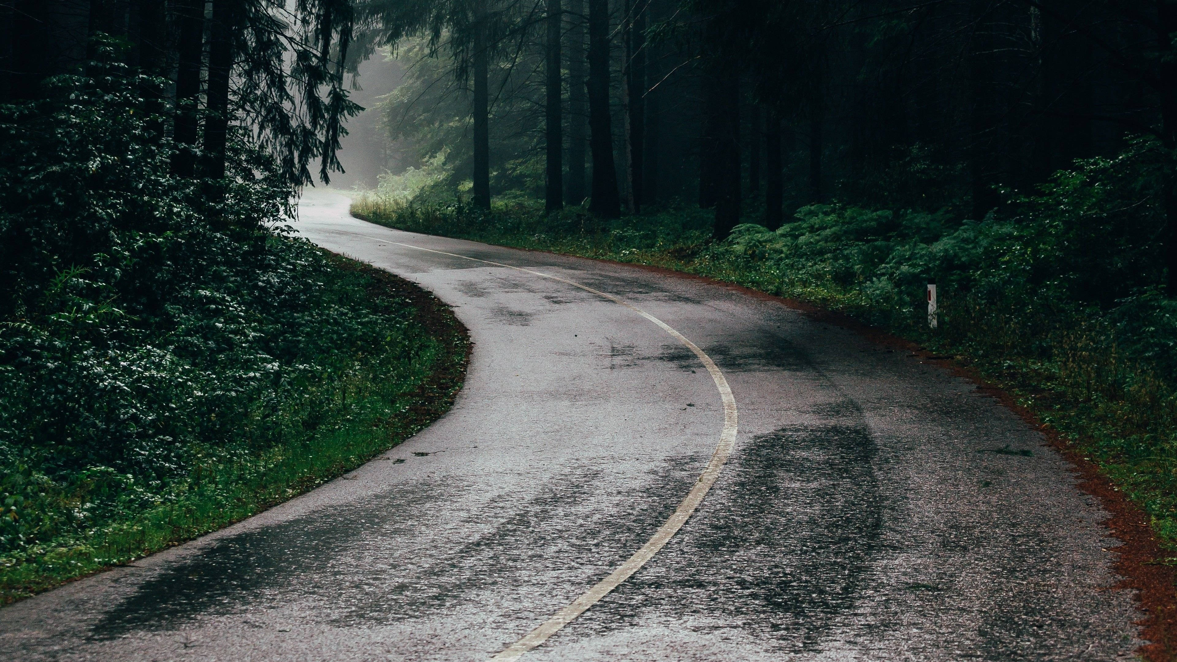 winding road, wet asphalt road, misty dense forest, 4K Desktop Wallpaper