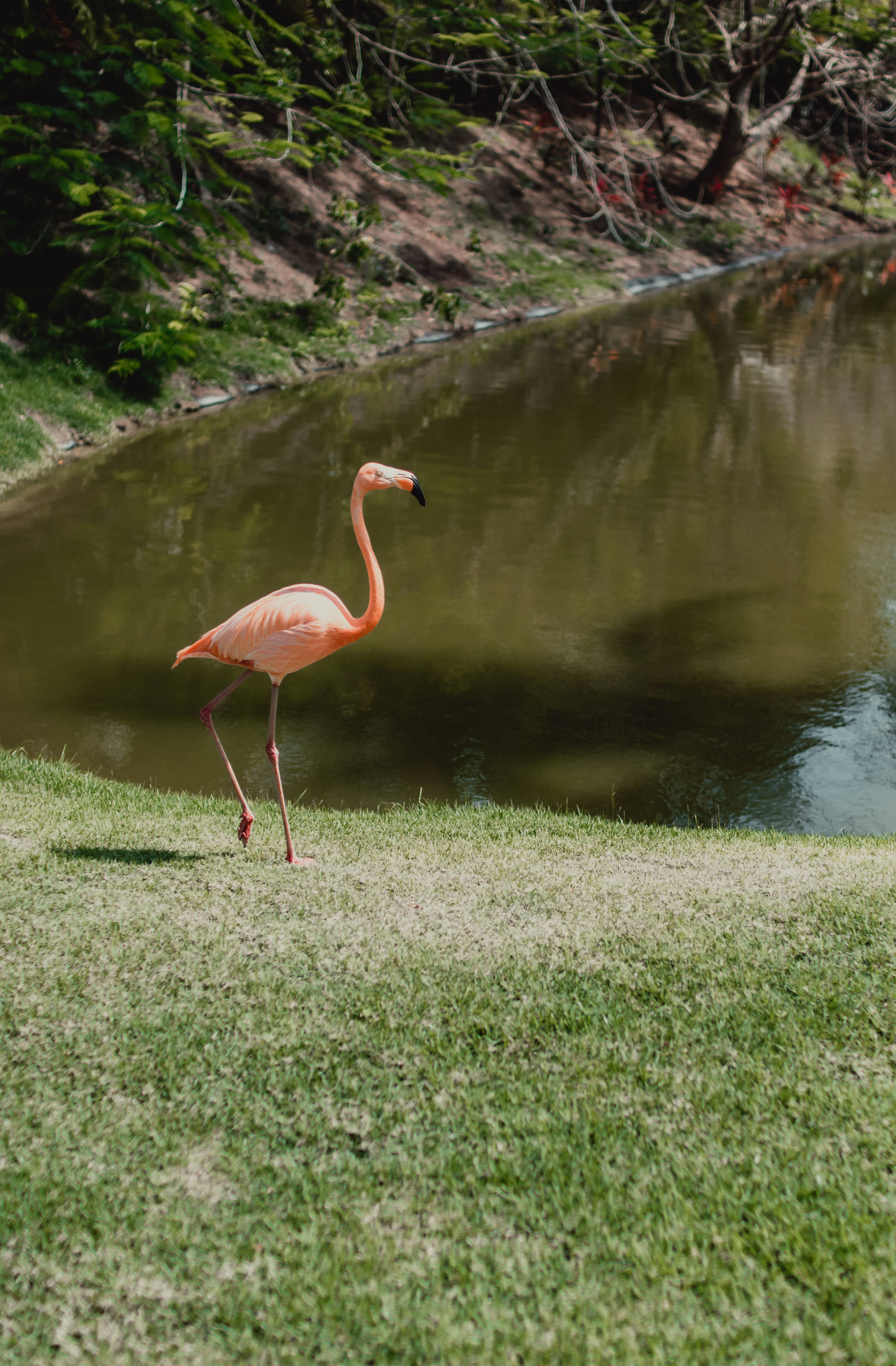 Forever Alone, pink flamingo, calm pond, 4K Phone Wallpaper