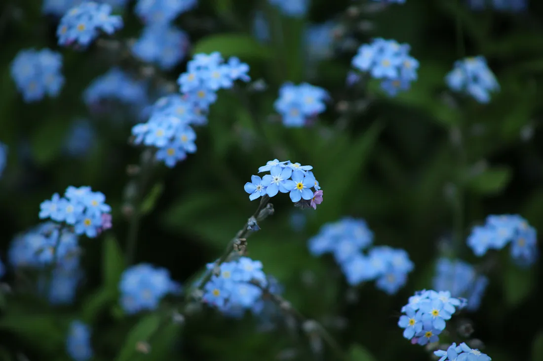 Forget me not flower