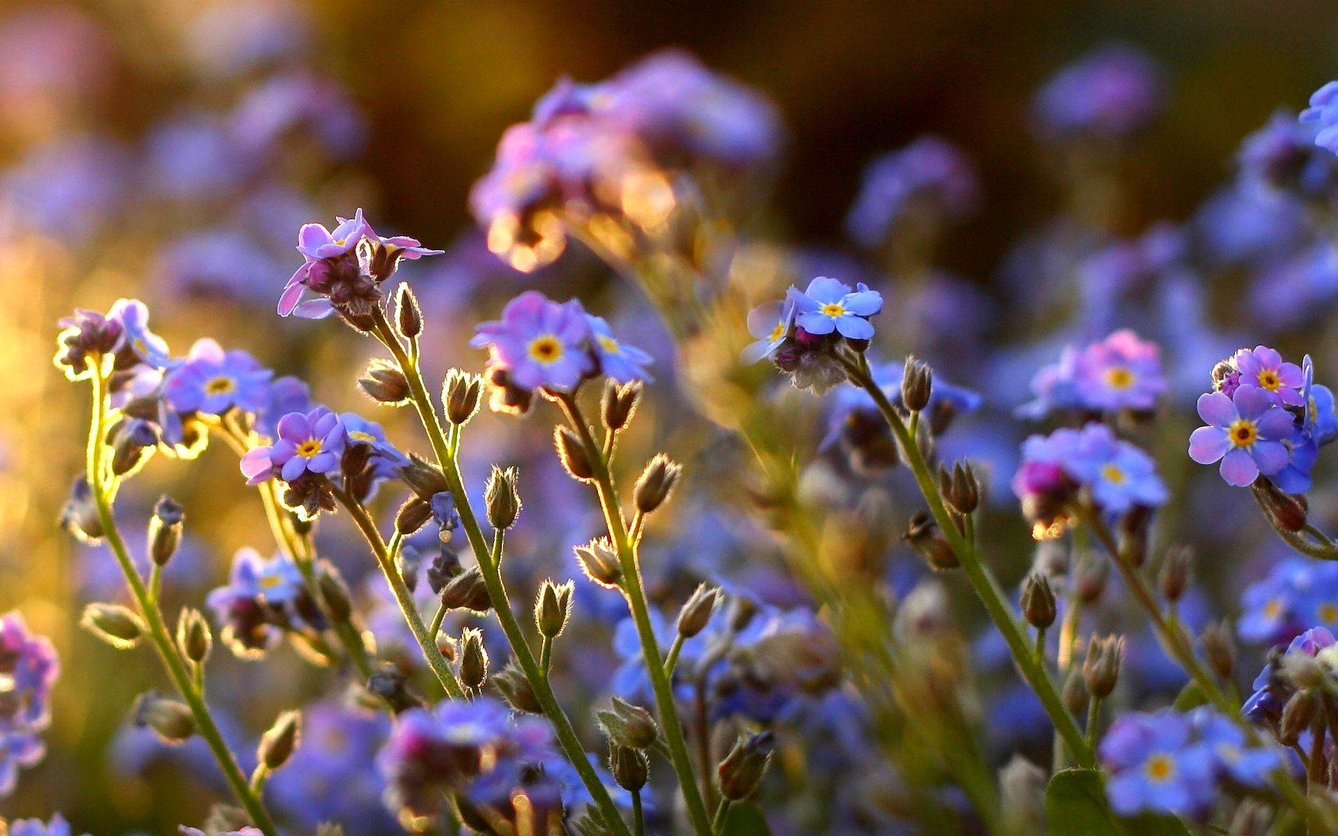 forget me not flowers, sunrise, purple, Full HD Desktop Wallpaper