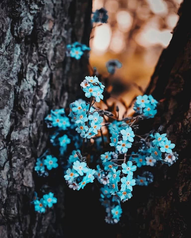 forget me not flower, trees, rugged tree trunk, SD Phone Wallpaper