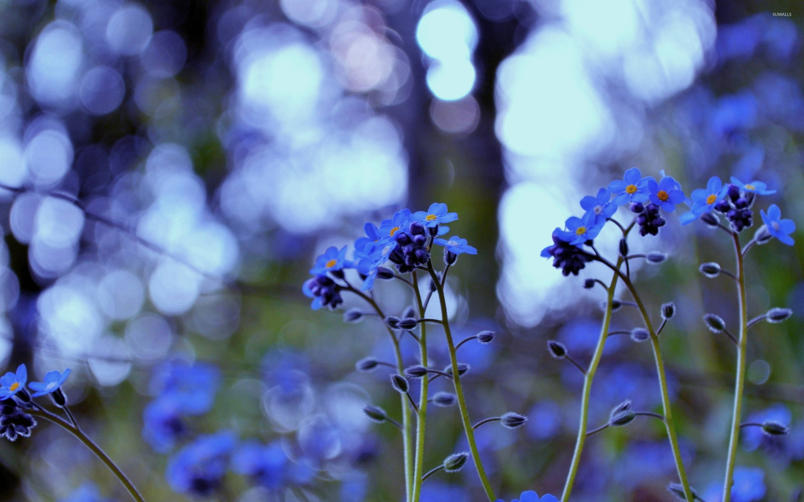 forget me not flowers, vibrant, blue, 2K Desktop Wallpaper
