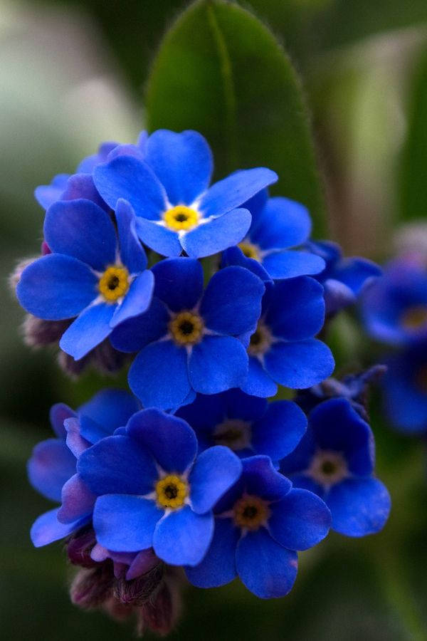 vivid blue forget me not flower, yellow centers, soft green leafy backdrop, SD Phone Wallpaper