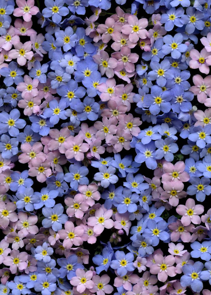 pink and lilac forget me not flowers, soft blue and pink, bright yellow centers, SD Phone Wallpaper