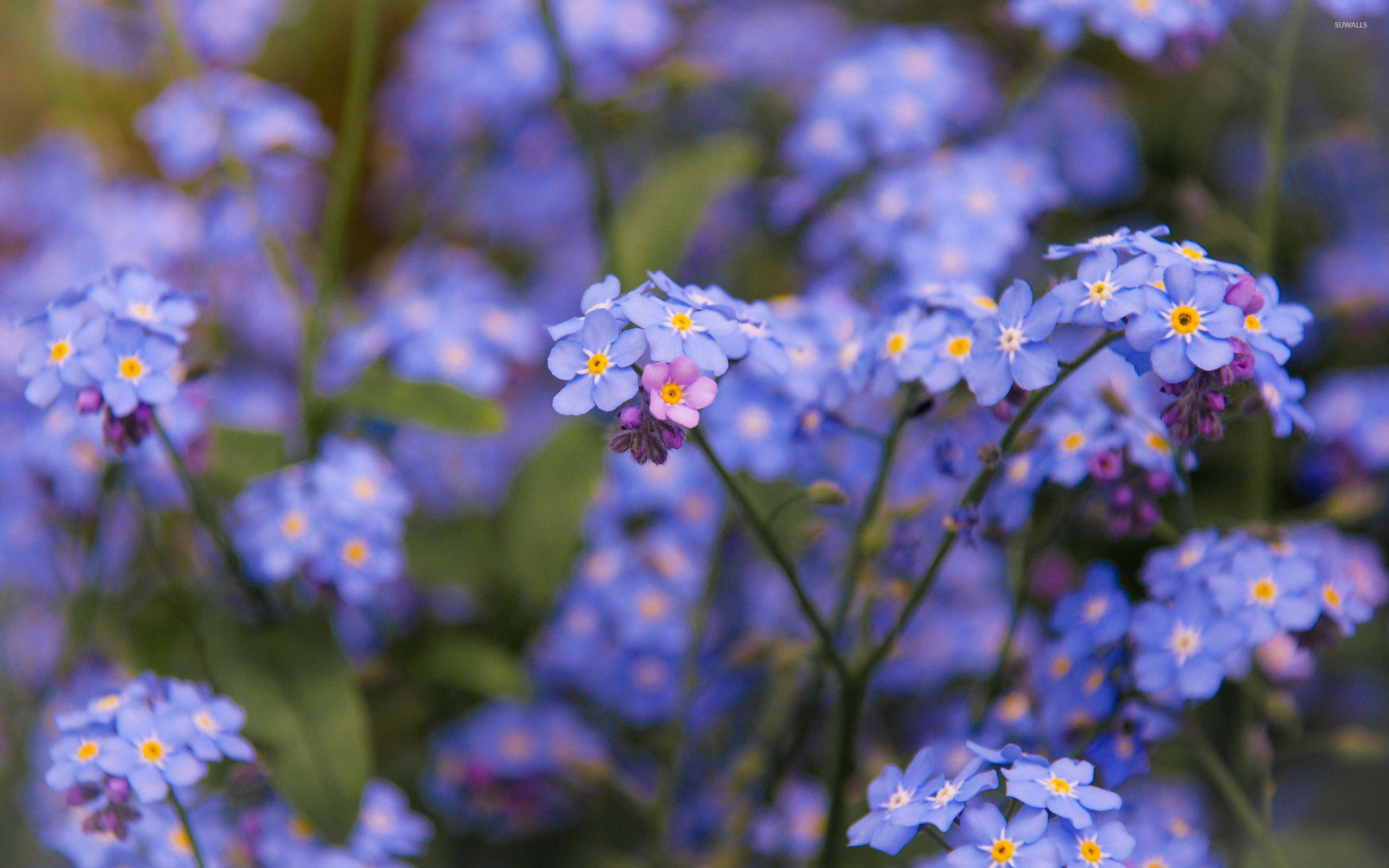 forget me not flower, blue, yellow centers, 2K Desktop Wallpaper