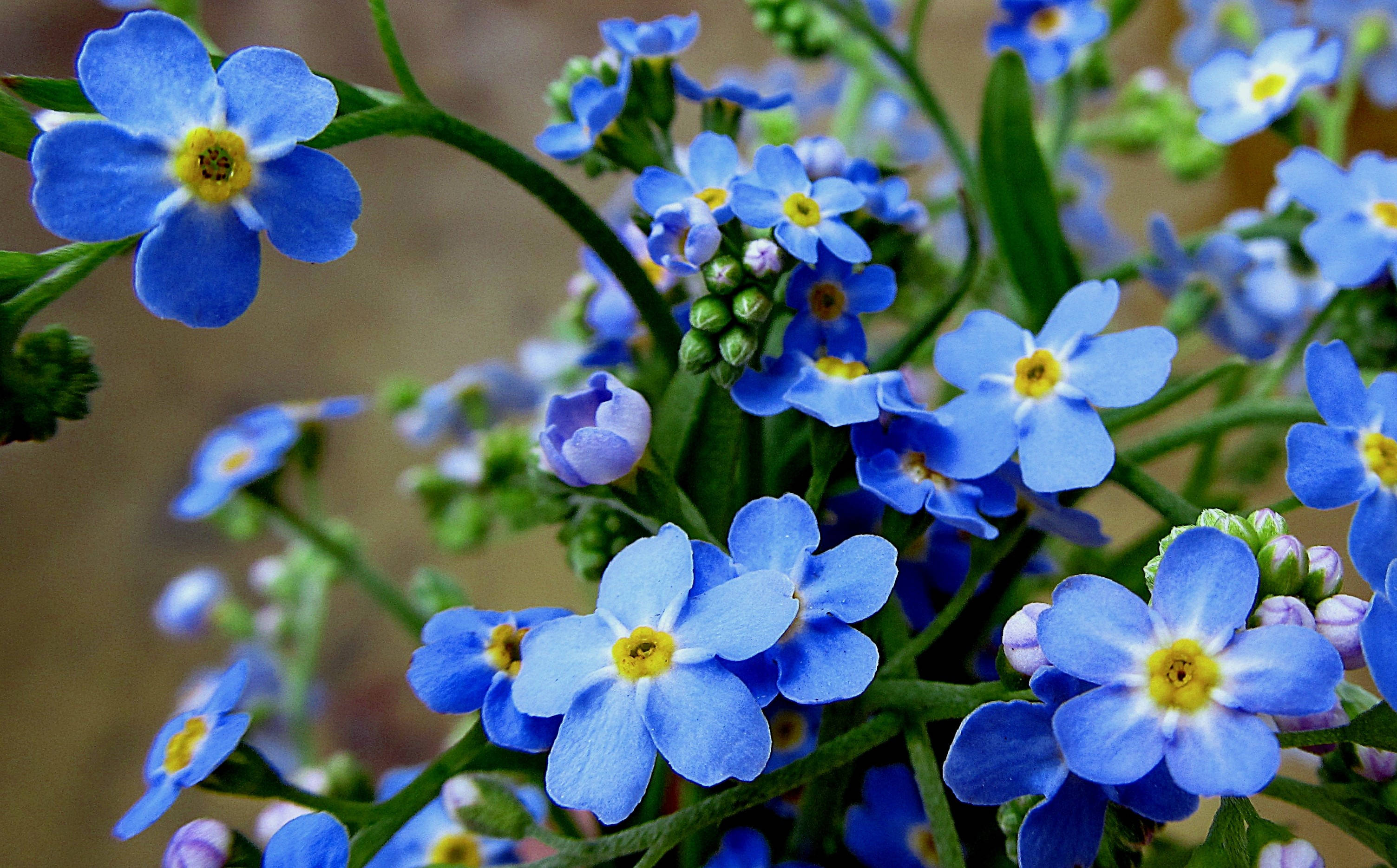 forget me not flower, vibrant blue, yellow centers, 2K Desktop Wallpaper