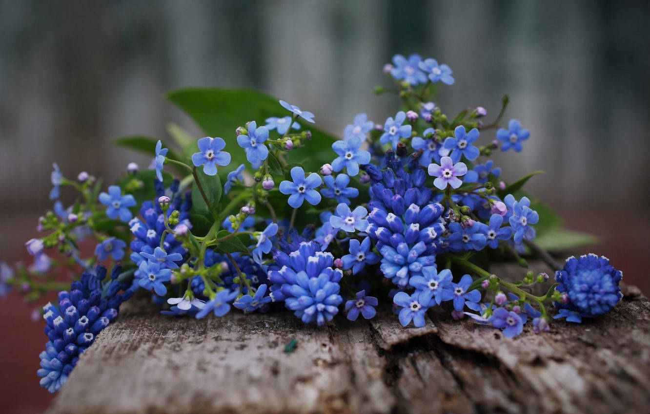 forget me not flowers, wooden surface, vibrant blue, HD Desktop Wallpaper