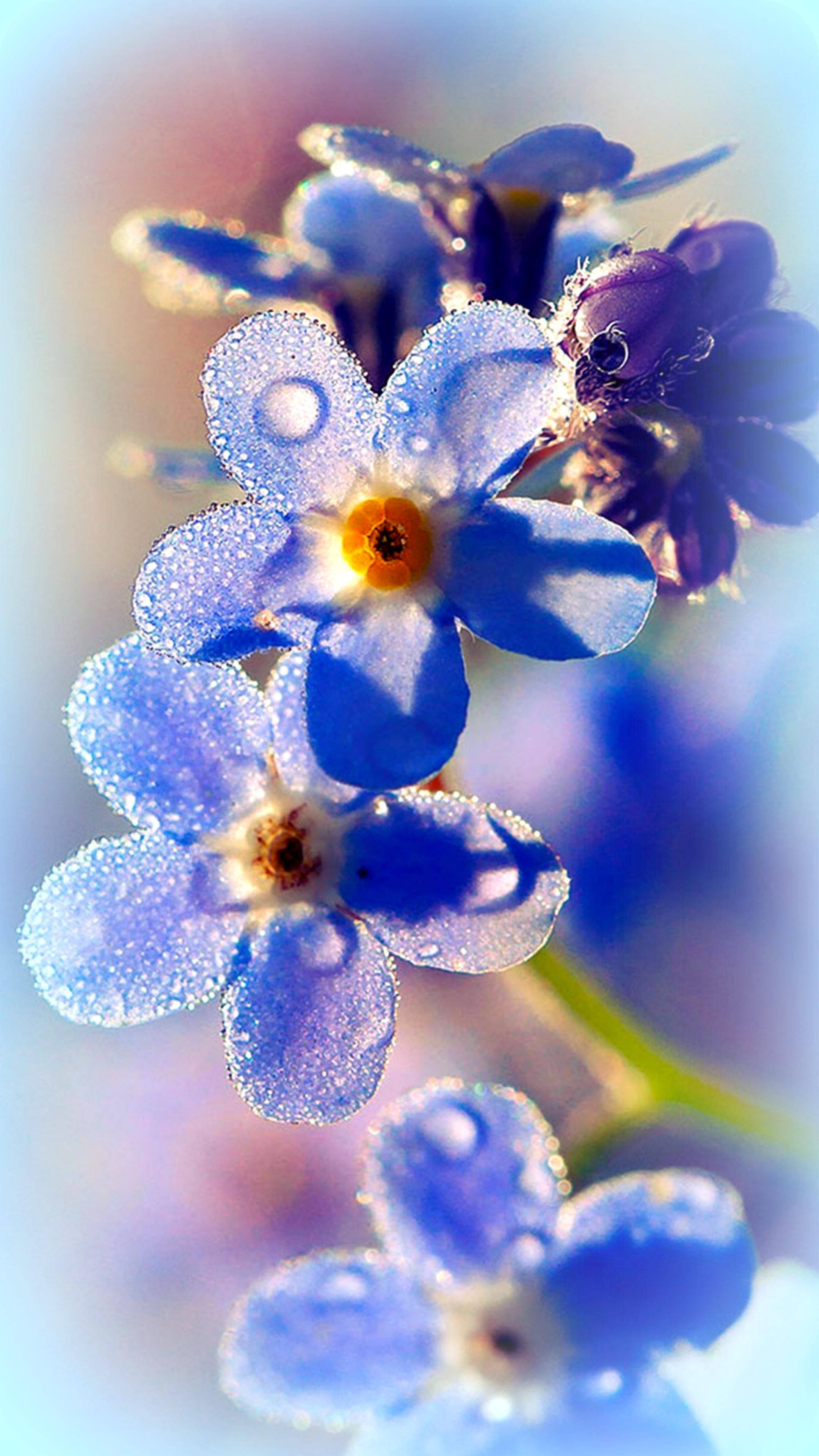 blue forget-me-not, dewdrops, soft morning light, 4K Phone Wallpaper