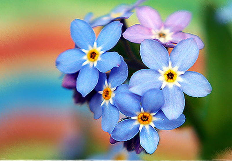 woodland forget me not flowers, vibrant blue, purple, SD Desktop Wallpaper