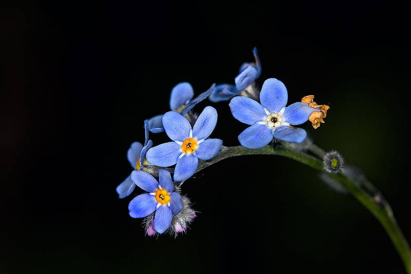 forget me not flower, vibrant blue, yellow centers, SD Desktop Wallpaper