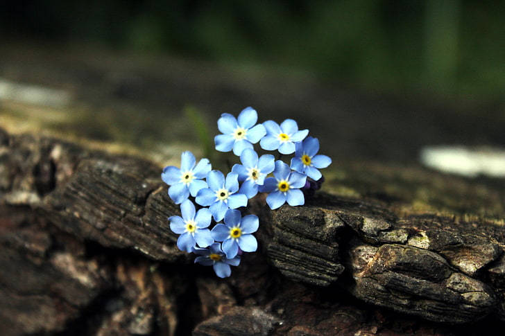 forget me not flowers, tiny blue forget-me-nots, weathered wooden log, SD Desktop Wallpaper