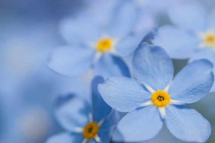 forget me not flowers, soft blue, bright yellow centers, SD Desktop Wallpaper