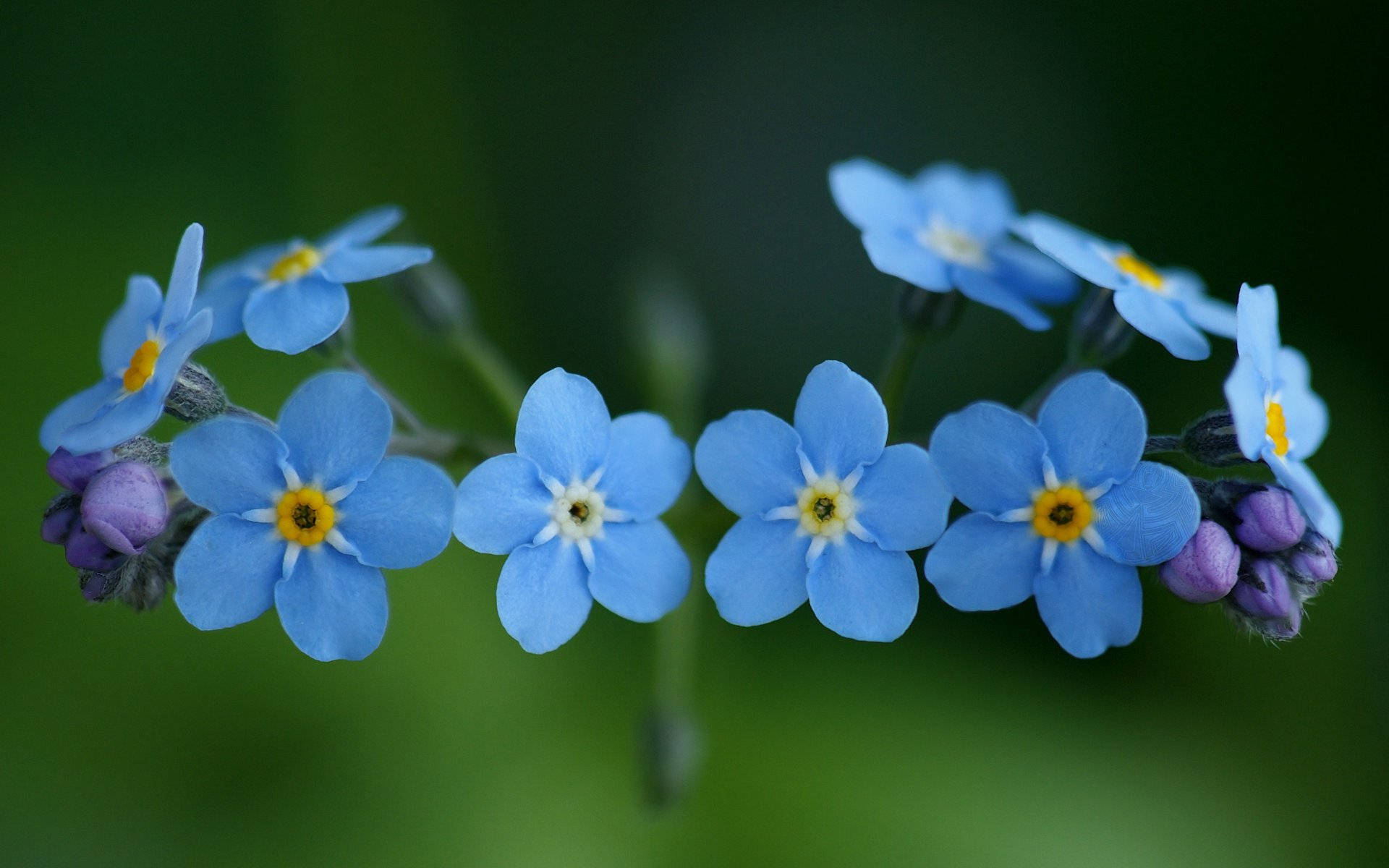 light blue forget me not flowers, yellow centers, purple buds, Full HD Desktop Wallpaper