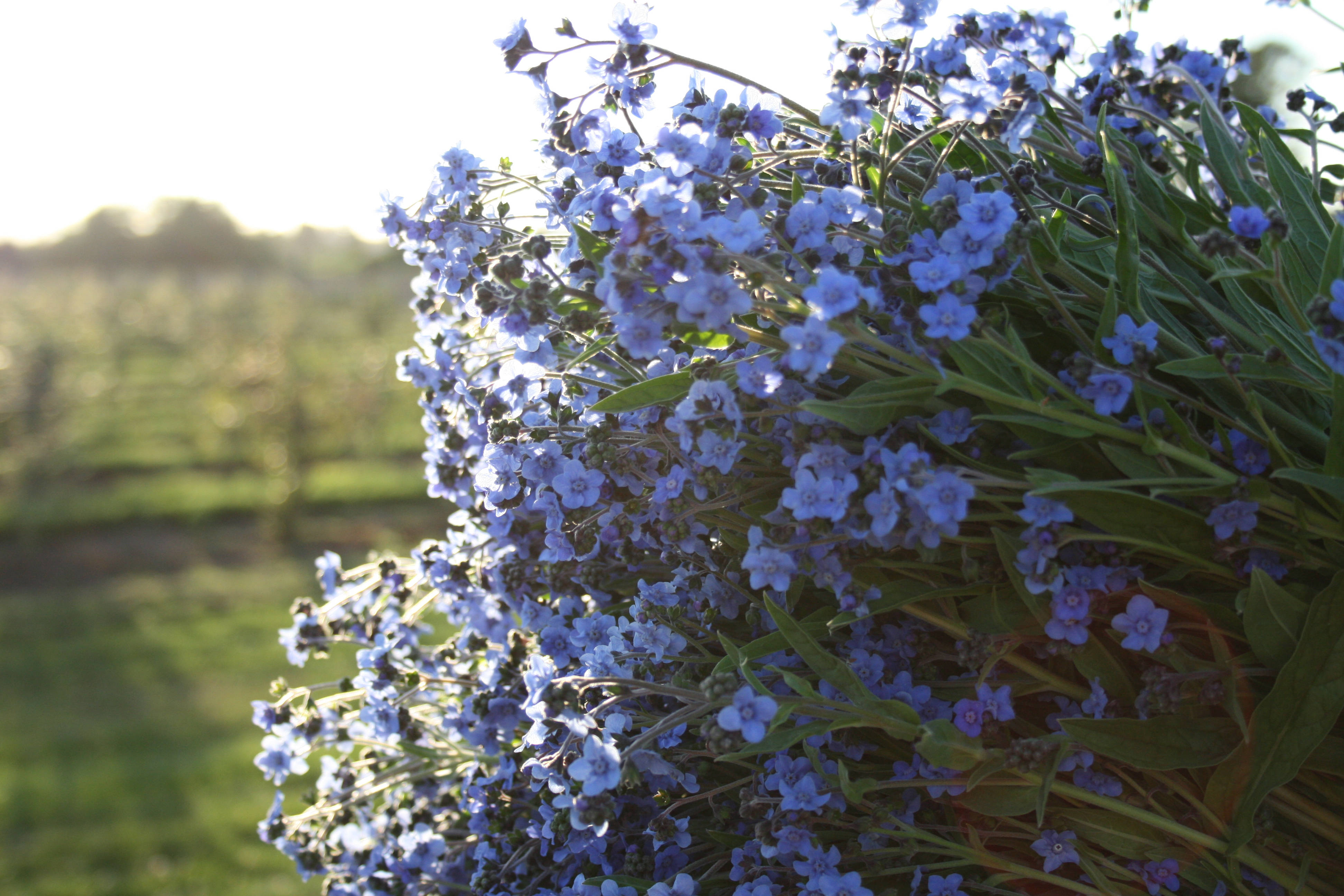 forget me not flowers, blue, green stems, 4K Desktop Wallpaper