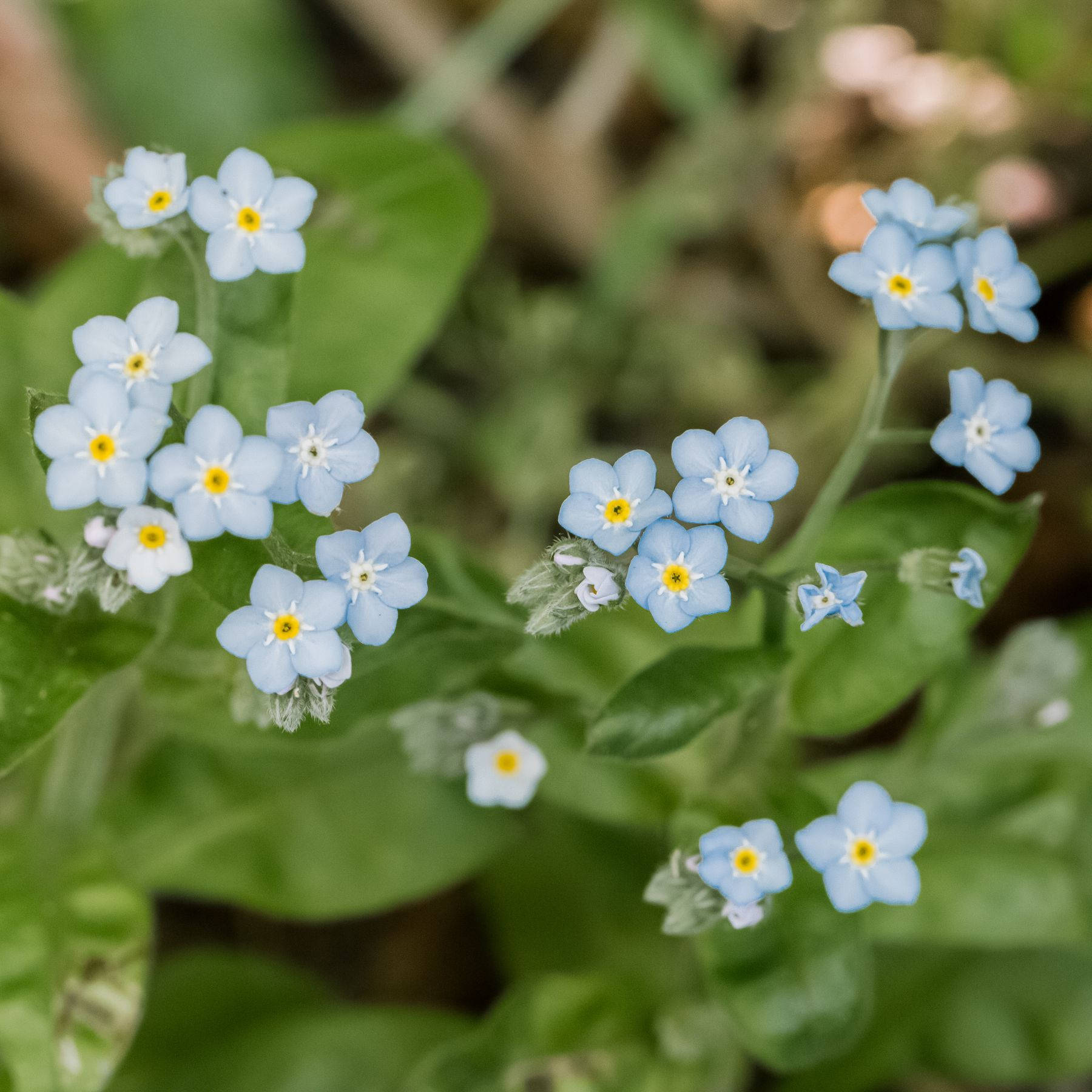 forget me not flower, light blue, yellow centers, HD Desktop Wallpaper