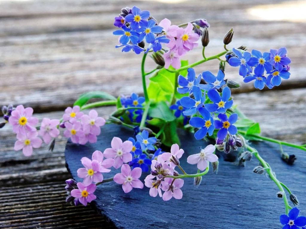 blue, pink, forget me not flowers, SD Desktop Wallpaper