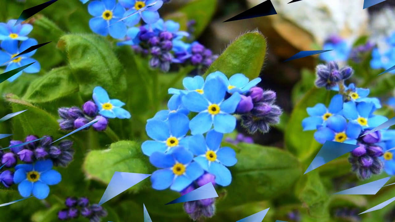 forget me not flower, vibrant blue, yellow centers, HD Desktop Wallpaper