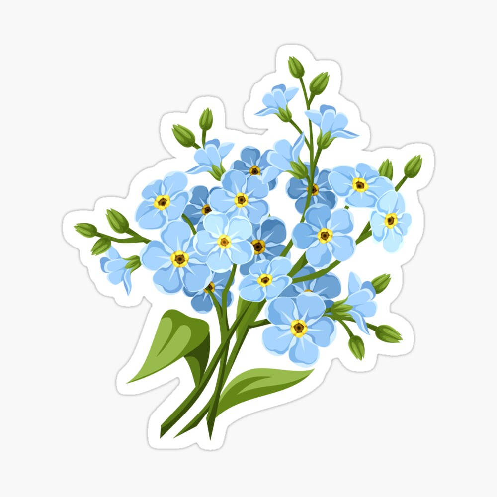 forget me not flower, light blue, yellow centers, SD Desktop Wallpaper