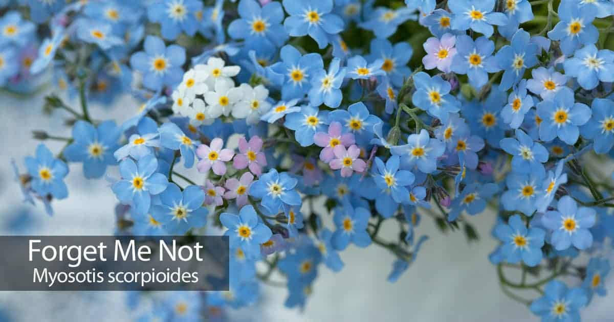 forget me not flower, blue, white, SD Desktop Wallpaper