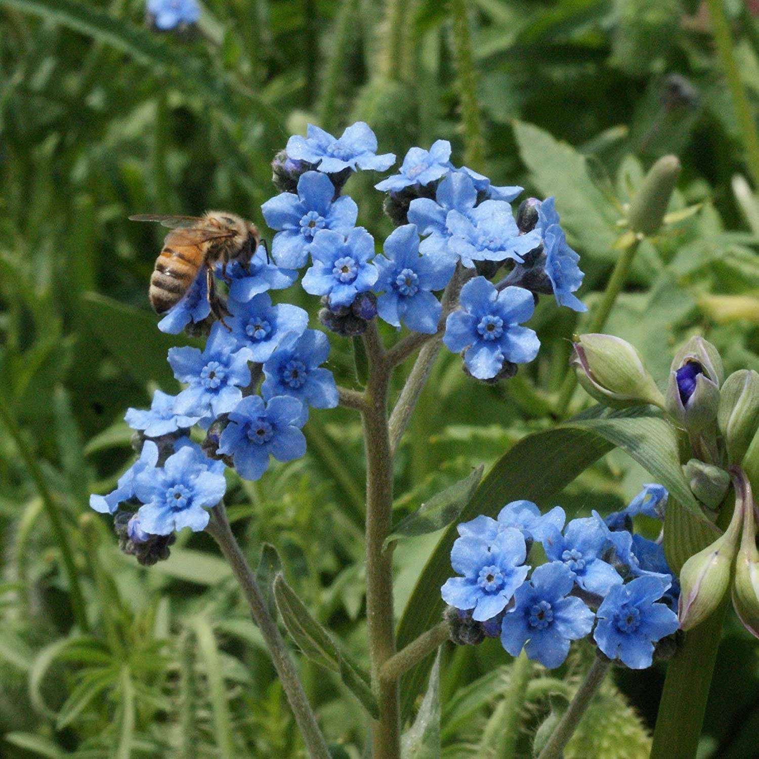 forget-me-not flowers, honeybee, vibrant blue, HD Desktop Wallpaper