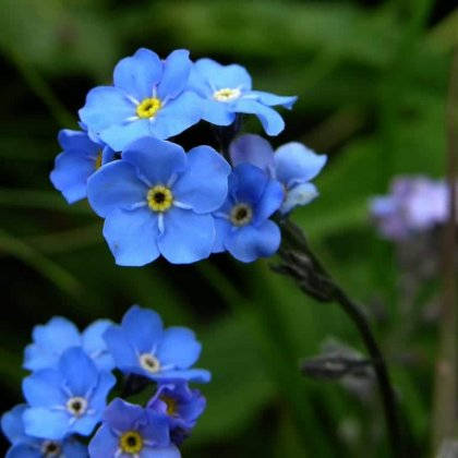 forget me not flower, vibrant blue, yellow centers, SD Desktop Wallpaper